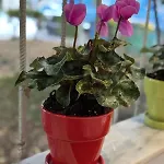 Garden Apartment Tirana