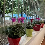 Garden * Tirana