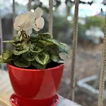 Apartment Garden *