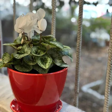 Apartman Garden *
