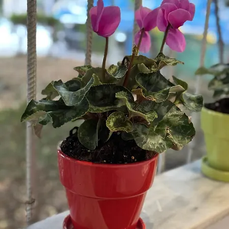 Garden דירה טיראנה