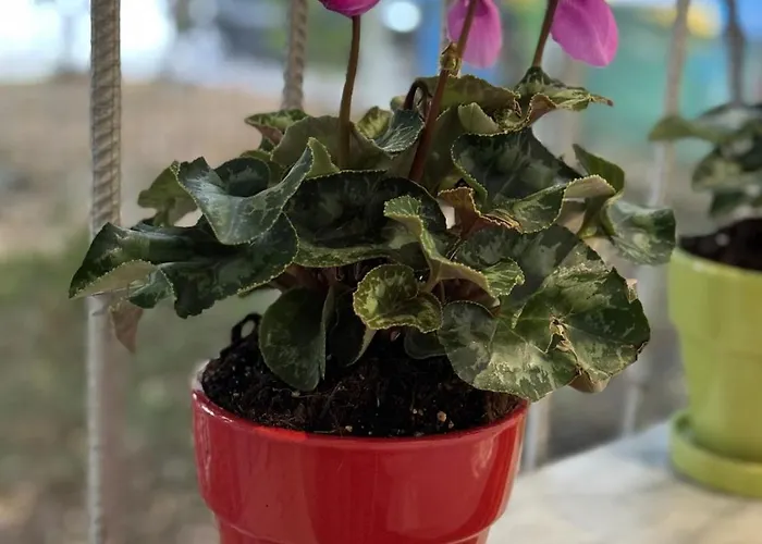 Garden Apartman Tirana