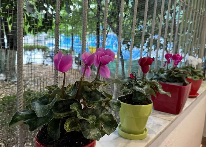 Garden * ティラナ